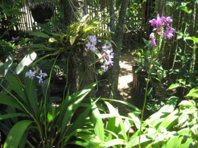 El patio de las Orquídeas.