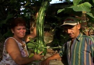 Calabaza gigante crece en patio de Las Tunas